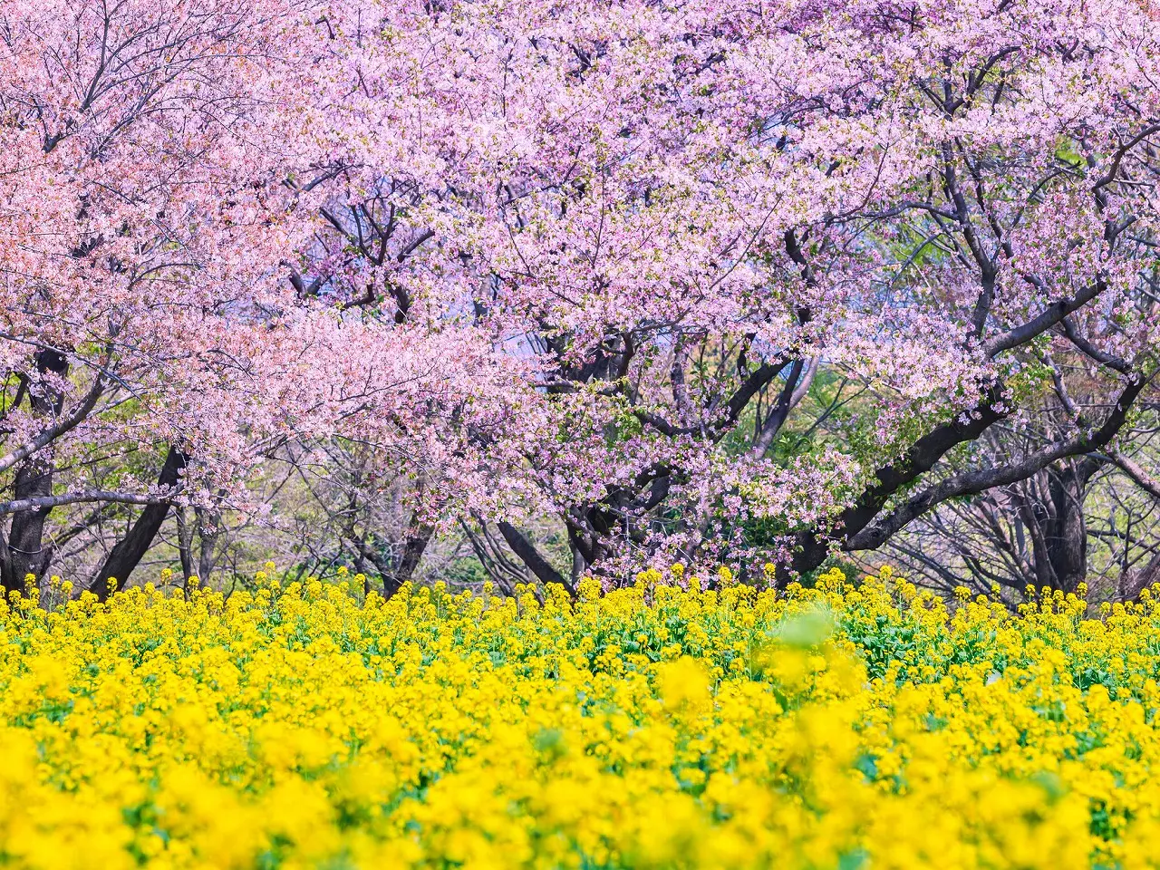 Công viên Quốc gia Showa Kinen, Tokyo có rất nhiều loại cây và hoa. Vào giữa tháng 3, hoa anh đào sẽ nở rộ, kết hợp với hoa cải dầu tạo nên khung cảnh rất đẹp.