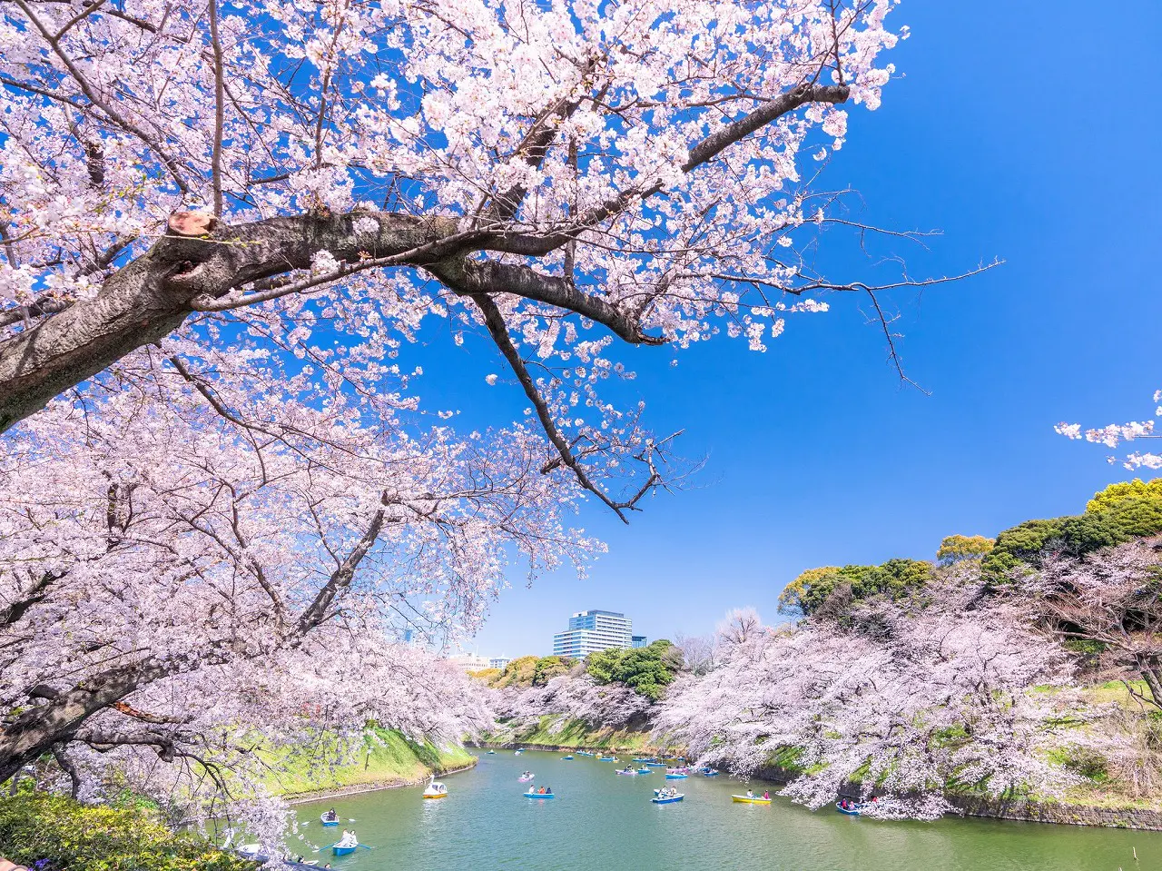 Chidorigafuchi, Tokyo nằm ở phía tây bắc của Cung điện Hoàng gia. Khung cảnh hoa anh đào nở rộ dọc theo các hào nước ở đây rất ngoạn mục. Mọi người thường chèo thuyền ngắm cảnh.