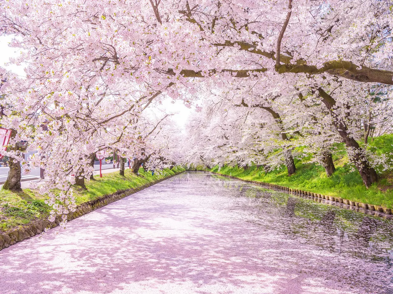 Công viên Hirosaki, tỉnh Aomori còn được biết tới là nơi có lâu đài Hirosaki. Đây là địa điểm ngắm hoa anh đào nổi tiếng, có khoảng 2.600 cây với 50 loại khác nhau.