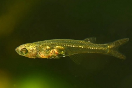 Loài cá dài 12 mm có thể phát ra âm thanh mạnh như máy bay