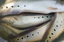 Loài cá ở Việt Nam một thời không mấy ai ăn, giờ nhiều nông dân nuôi kiếm tiền tỷ