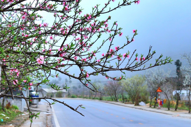 Từ hai bên đường đến các ngóc ngách trên vùng cao nguyên này đều có màu hoa khoe sắc.