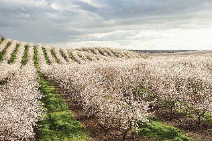 Cánh đồng hoa hạnh nhân bung nở ở California vào tháng 3 mỗi năm. Ảnh: Agri Technovation.