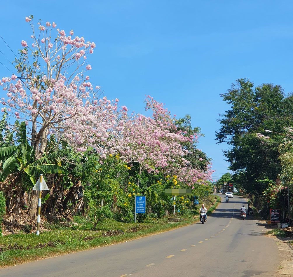 Mê mẩn ngắm hoa kèn hồng nở rộ, nhuộm hồng cả bầu trời Bảo Lộc - 11