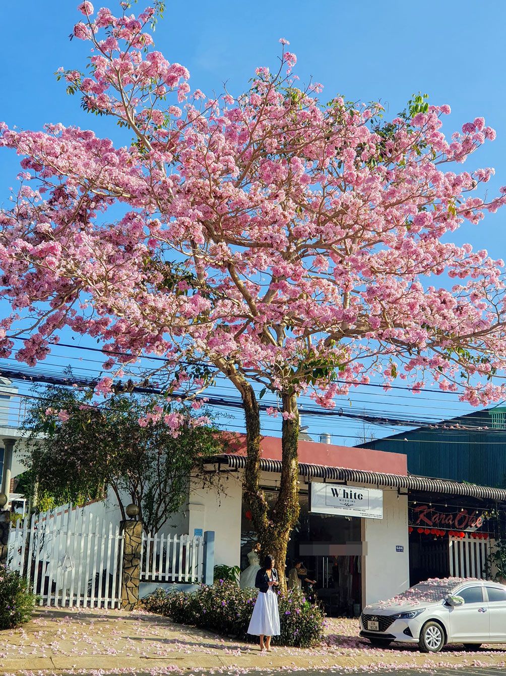 Mê mẩn ngắm hoa kèn hồng nở rộ, nhuộm hồng cả bầu trời Bảo Lộc - 7