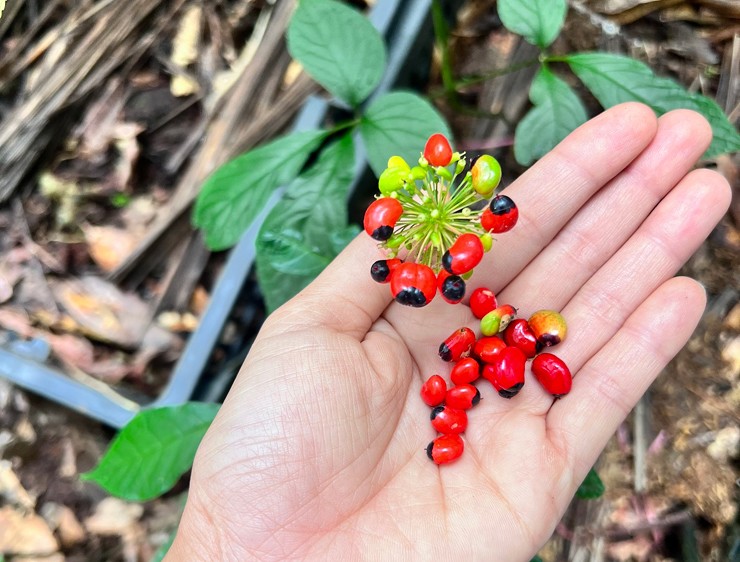 Ngoài ra, hầu hết những người trồng sâm ngọc linh đều giữ hạt để trồng, ít khi bán ra thị trường.&nbsp;
