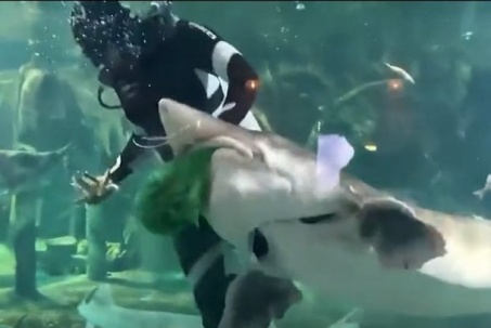 Video: Thợ lặn bất ngờ bị cá lớn tấn công, cắn vào đầu