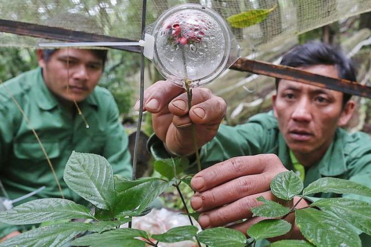 Khi đến mùa (tháng 7 đến tháng 9 Dương lịch), mỗi nhánh cây sẽ có một bông hoa. Tuy nhiên, cây sâm Ngọc Linh thường chỉ có một nhánh, rất ít cây có 2-3 nhánh. Thế nên, lượng hạt thu được lại càng ít.
