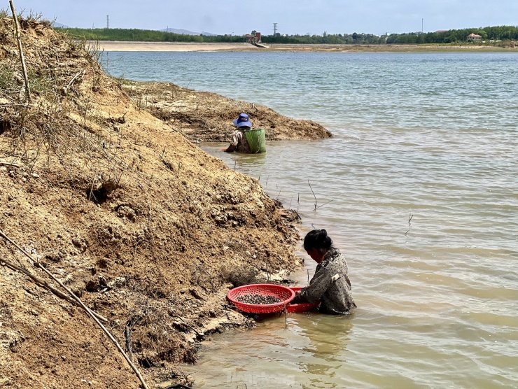 Những ngày giữa tháng 3, tại đập thuỷ điện Đăk Yên, xã Hòa Bình (TP.Kon Tum, Kon Tum) có hàng chục người già, trẻ đội nắng, ngâm mình dưới nước để cào hến.