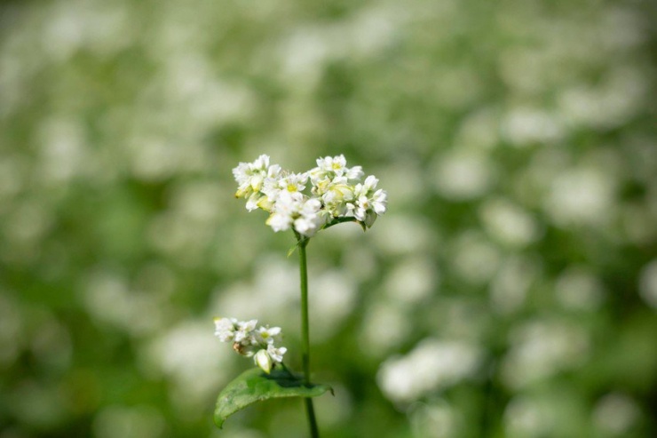 Mê mẩn vườn hoa tam giác mạch trắng muốt ở Ka Đô