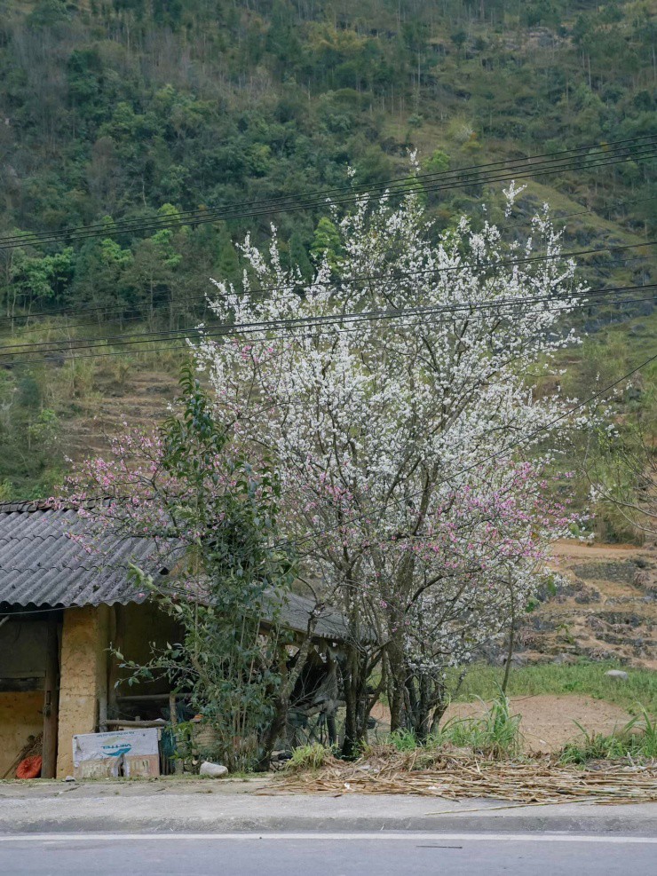 Phố Cáo thơ mộng với những loài hoa khoe sắc.