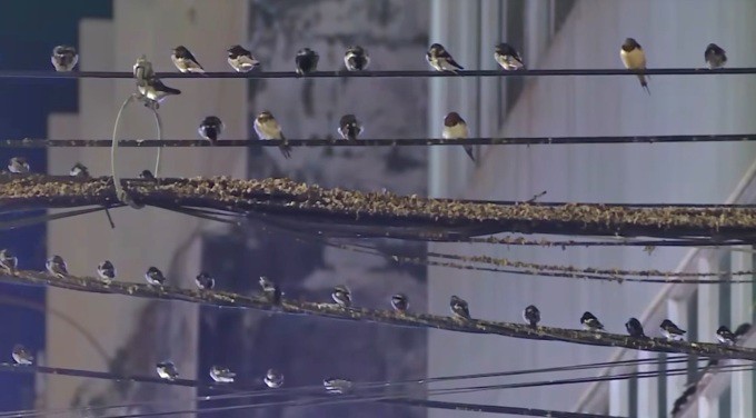 Đàn chim tăng nhanh trong vài tháng gần đây, chúng đậu dày đặc trên dây điện. Ảnh: Trần Thanh