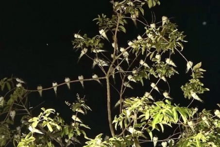 Chim én bay dày đặc ở TP Rạch Giá