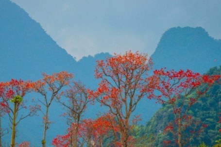 Đẹp nao lòng những chùm hoa gạo đỏ rực vùng quê xứ Nghệ