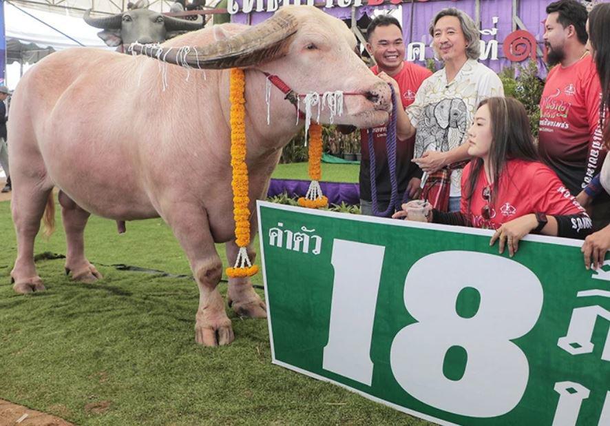 Bán con trâu có màu hiếm, anh nông dân "ôm" 12 tỷ đồng về nhà - 1