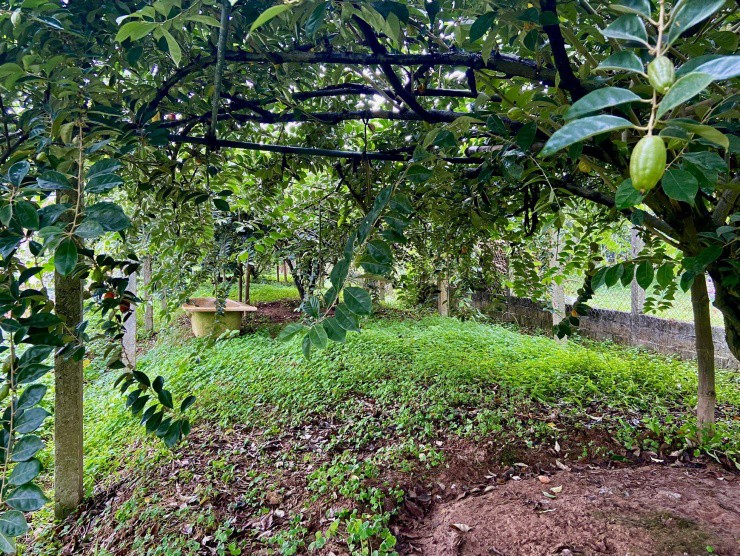 Đầu mùa nhưng trong vườn của nhiều gia đình trồng nhót tại xã Hiệp Thuận, huyện Phúc Thọ đã "vắng bóng" những chùm nhót chín.