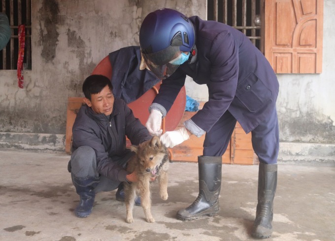 Tổ công tác phòng chống bệnh dại xã Dực Yên, huyện Đầm Hà, Quảng Ninh tiêm vaccine phòng dại cho chó nuôi của người dân. Ảnh: DDCI Đầm Hà