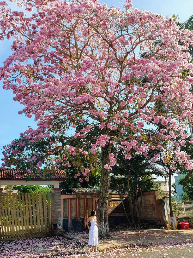 Hoa Kèn Hồng nhuộm hồng phố núi Bảo Lộc