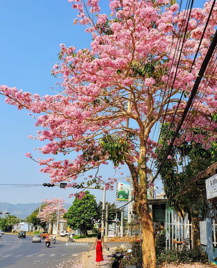 Hoa Kèn Hồng nhuộm hồng phố núi Bảo Lộc