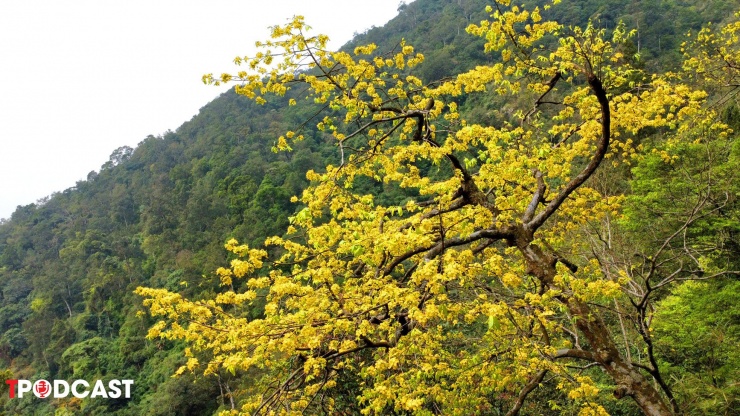 Dưới bàn tay chăm sóc của các Phật tử, cây mai nhỏ bé ngày nào đã biến thành rừng mai rộng lớn với những đại lão mai vàng có tuổi đời gần 700 tuổi.