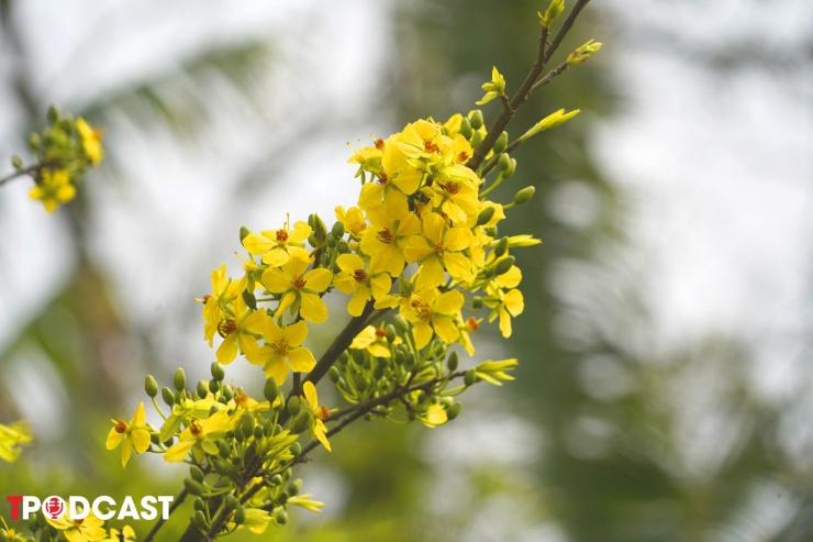 Nhiều người cho rằng mai vàng Yên Tử là biểu tượng thanh cao, tượng trưng cho tinh thần bền bỉ, vượt lên mọi khó khăn theo truyền thống Thiền môn mà các hòa thượng đã dày công vun xới.