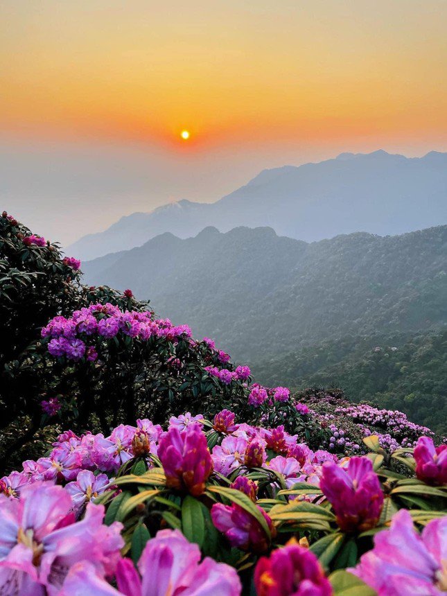 Mê mẩn ngắm hoa Đỗ Quyên nở rực trên đỉnh núi PuTaLeng
