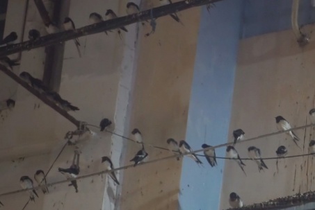 Người dân than phiền vì đàn chim én kéo về trung tâm TP Rạch Giá
