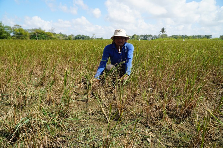 Có người nông dân than thở rằng đầu tư hơn chục triệu để trồng lúa mà vụ này có nguy cơ mất trắng.