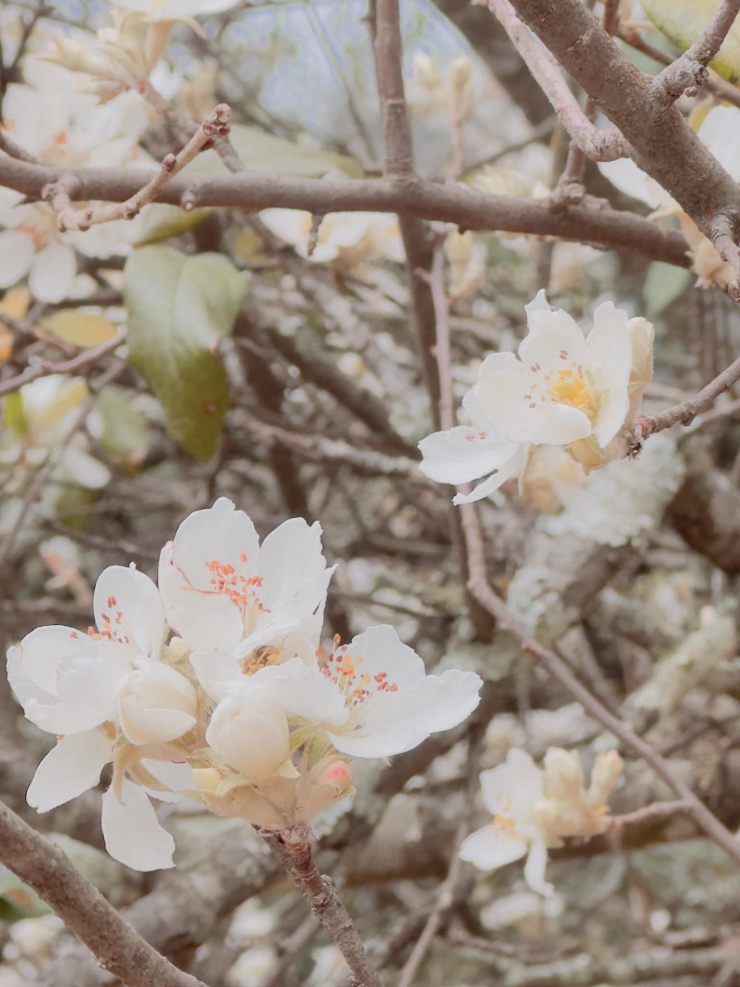 Về ‘miền cổ tích’ chiêm ngưỡng loài hoa sơn tra khoe sắc trắng tinh khôi