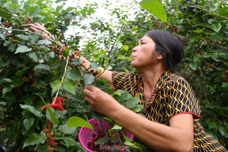 “Năm ngoái, giá dâu chỉ 35.000 đồng/kg thì năm nay, giá dâu tại vườn dao động từ 60.000 - 70.000 đồng/kg. Dâu được thị trường ưa chuộng, giá bán cao nên người dân chúng tôi rất phấn khởi. Ngày hôm qua, tôi hái bán được 1 triệu đồng tiền dâu”, bà Kỷ cho hay.