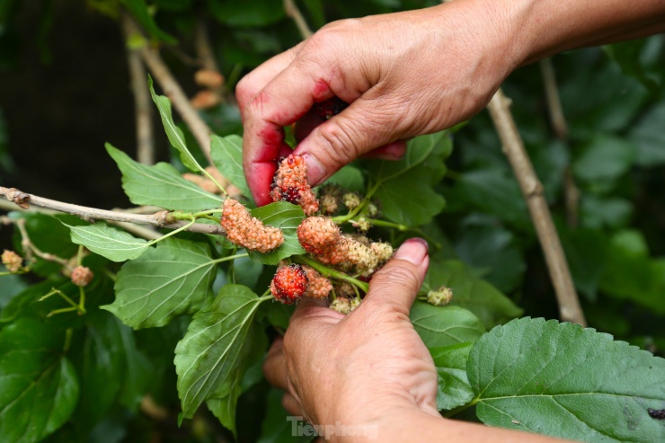 Dâu chín chỉ cần bứt nhẹ là rụng, nếu không rất dễ dập. Trái dâu chín đen, mọng nước nên sau mỗi buổi thu hoạch, bàn tay nhuộm màu trái dâu.