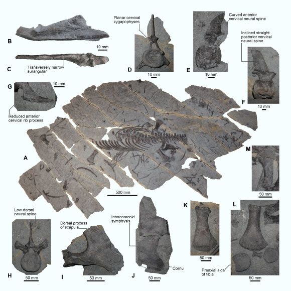 Các phần hài cốt của hai con quái vật kỷ Jura - Ảnh: Frontiers in Earth Science