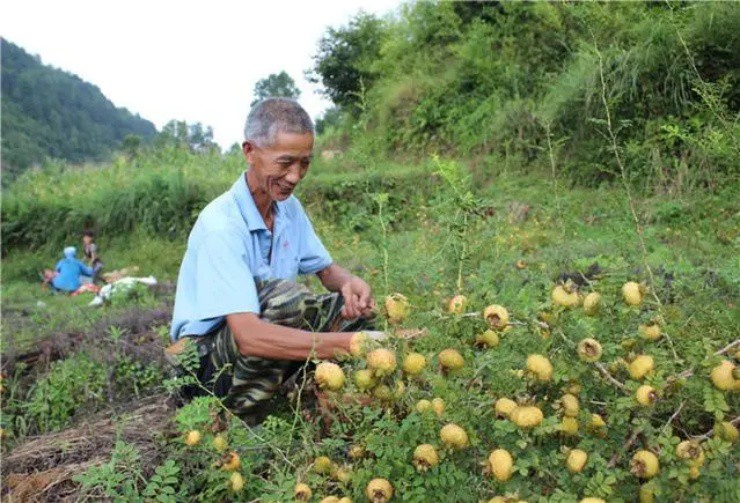 “Phù phép” quả dại thành vàng, đút túi gần tỉ đồng/năm - 3