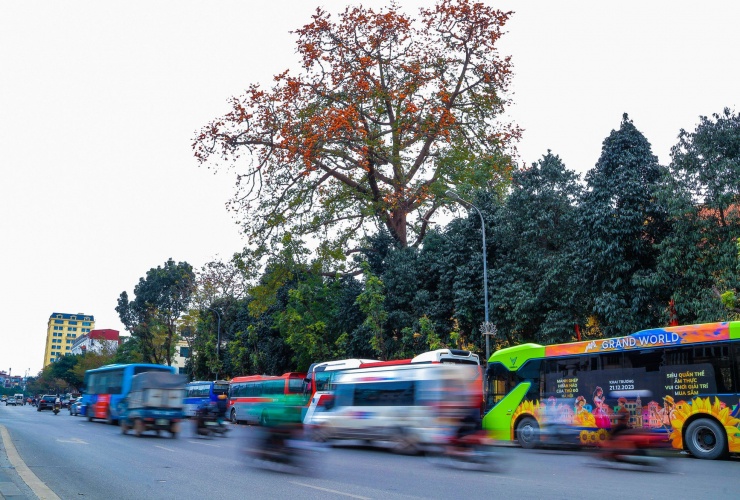 Cây gạo cổ thụ hơn 100 tuổi nằm giữa hai con phố Tràng Tiền và Trần Khánh Dư (trong khuôn viên Bảo tàng Lịch sử Quốc gia) là một trong những cây lớn nhất khu vực nội thành Hà Nội đã bắt đầu ra hoa, thu hút mọi ánh nhìn của người dân khi ngang qua đây.
