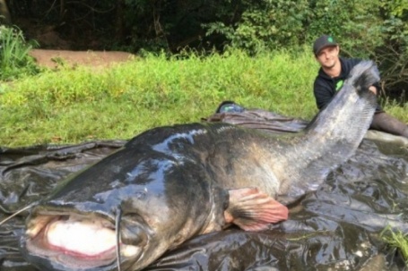 Clip: Người đàn ông câu được con cá trê khổng lồ dài 2,74 mét