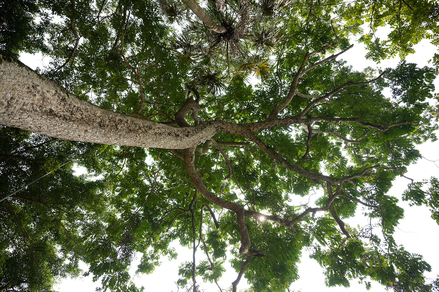 Thân cây cao chừng hơn 20 mét; cành lá xum xuê.