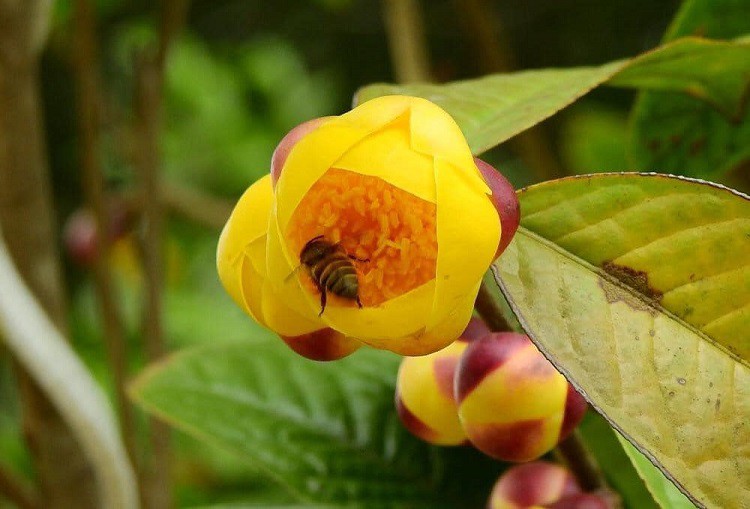 Hoa của cây này được thu mua với giá hàng chục triệu đồng/kg khô.