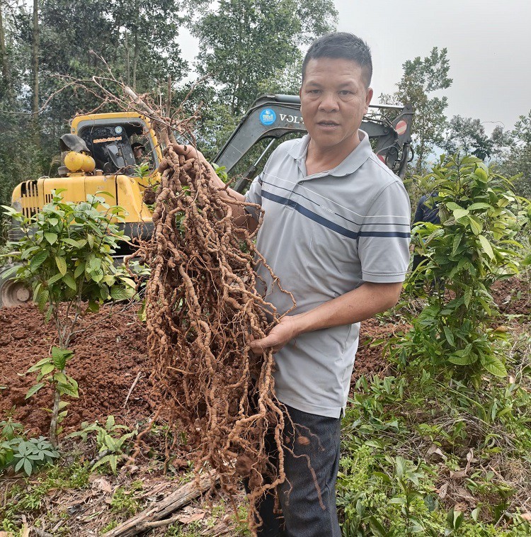 Ngoài trồng trà hoa vàng, ông Trắng còn trồng cây ba kích tím trên diện tích đất 5ha và bắt đầu cho thu hoạch lứa củ đầu tiên.