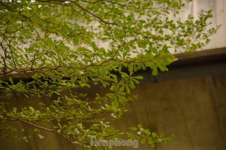 Đường phố Hà Nội đẹp ngỡ ngàng dưới những hàng cây bàng lá nhỏ