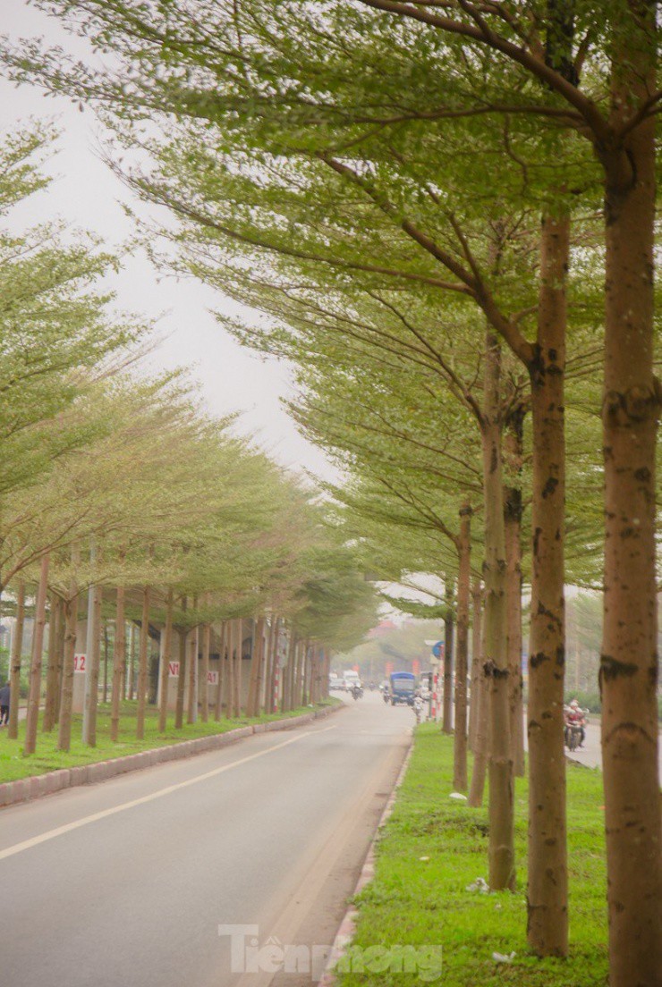 Đường phố Hà Nội đẹp ngỡ ngàng dưới những hàng cây bàng lá nhỏ - 5
