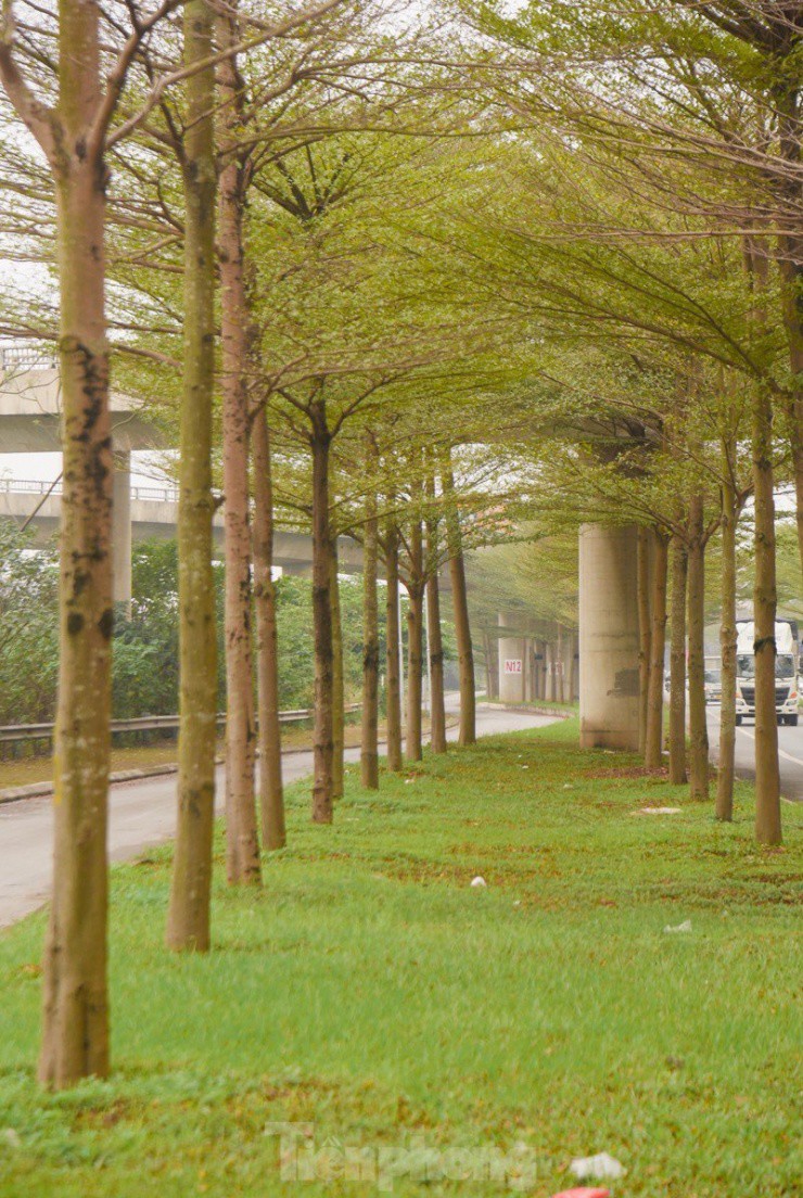 Đường phố Hà Nội đẹp ngỡ ngàng dưới những hàng cây bàng lá nhỏ