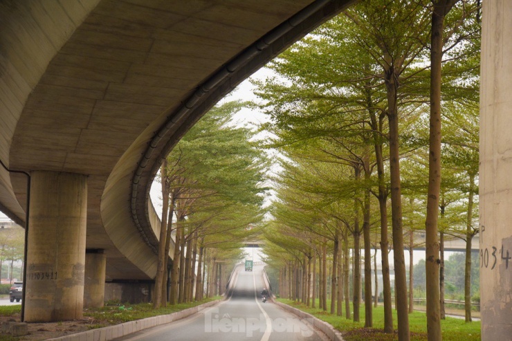 Đường phố Hà Nội đẹp ngỡ ngàng dưới những hàng cây bàng lá nhỏ - 2