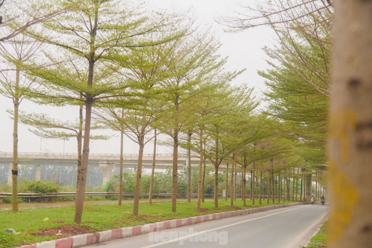 Đường phố Hà Nội đẹp ngỡ ngàng dưới những hàng cây bàng lá nhỏ - 10