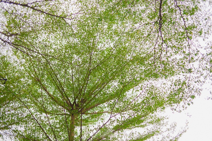 Bàng lá nhỏ là loại cây đô thị dễ sinh trưởng, phù hợp với loại đất, khí hậu đã tạo bóng mát và cảnh quan cho Hà Nội.