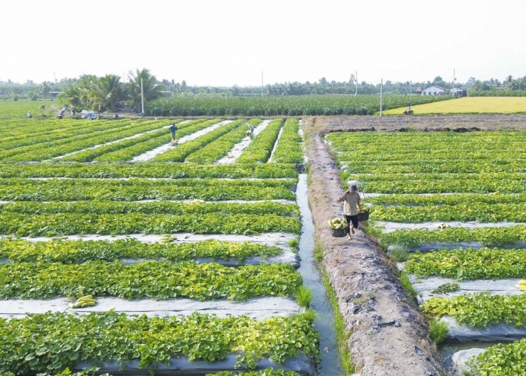 Chị Nguyễn Thị Thu Vân (xã Mỹ Phú, huyện Thủ Thừa) cho hay sau Tết Nguyên đán gia đình chị đã mạnh dạn đầu tư trồng 1,8 ha dưa gang với chi phí gần 100 triệu đồng. Đến nay sắp tới ngày thu hoạch thì sâu bệnh bất ngờ tấn công khiến gia đình chị thất thu so với những vụ trước đây.