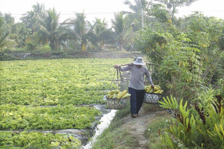 Việc vận chuyển dưa từ ruộng lên bờ đòi hỏi có sự tham gia của những người gánh dưa khỏe mạnh ở địa phương.