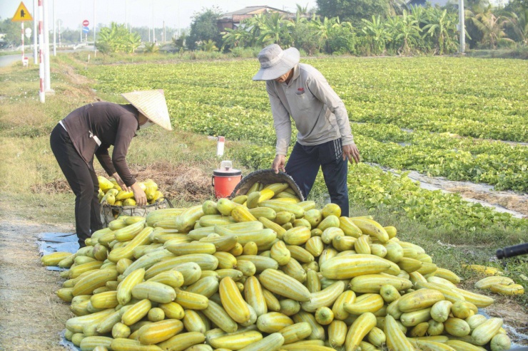 Do ảnh hưởng các loại dịch bệnh và sâu rầy, nhiều ruộng dưa trên địa bàn huyện Thủ Thừa thu hoạch chỉ tầm 2 đến 3 tấn/công, giá bán hiện nay dao động từ 2.500 đến 4.200 đồng/kg.