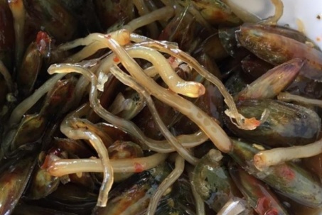 Loài hải sản ở Việt Nam sở hữu "chân dài", nay thành đặc sản được khách tìm mua