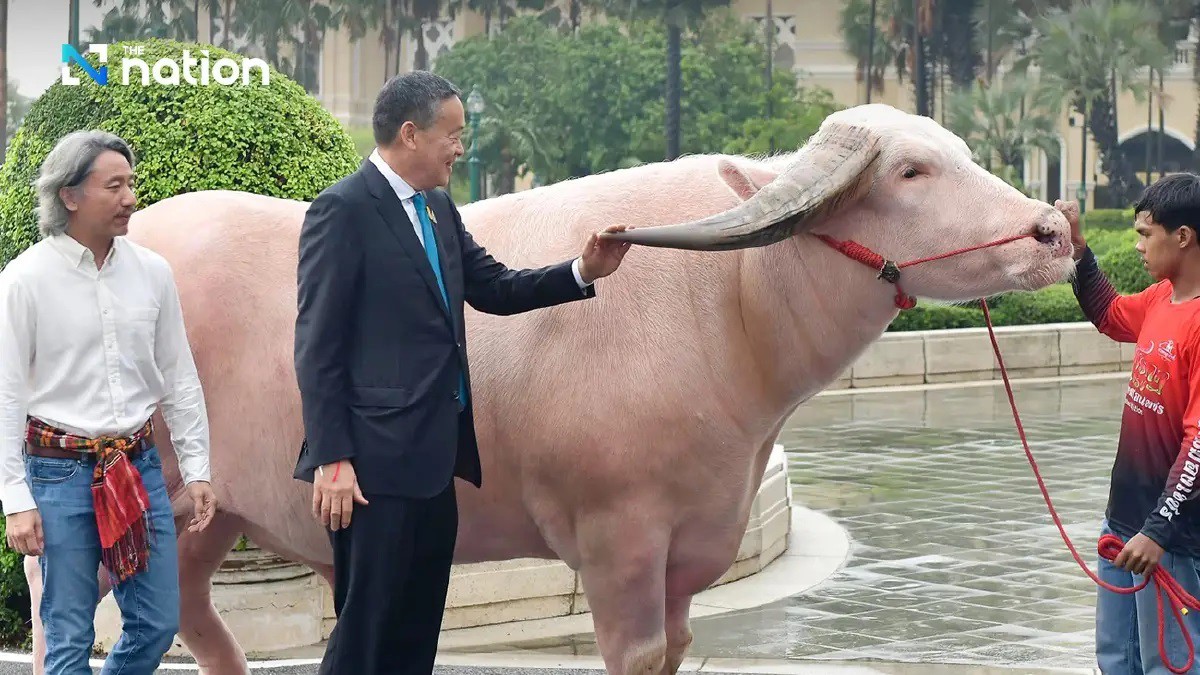 Thủ tướng Thái Lan gặp con trâu trắng nổi tiếng (ảnh: Nation Thailand)