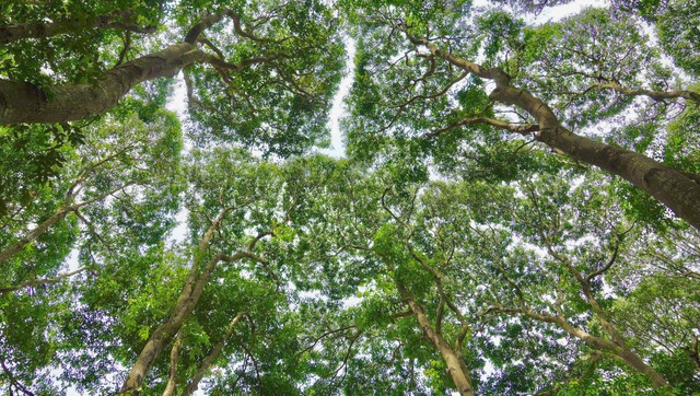 Ngoài chức năng rừng phòng hộ, tạo cảnh quan cho môi trường thì khu rừng này được ví như lá phổi xanh cho khu vực xung quanh.